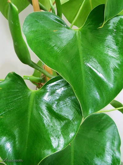 Philodendron microstictum © Helmut Reisenberger