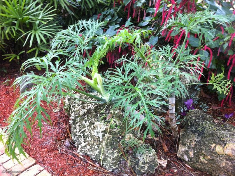 Philodendron warszewiczii © Scott Hyndman