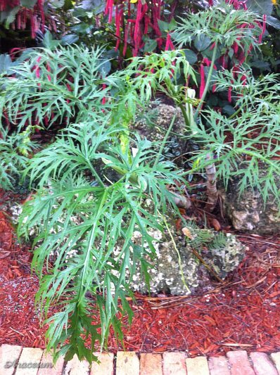 Philodendron warszewiczii © Scott Hyndman