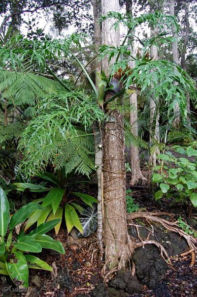 Philodendron warszewiczii © Michael Pascall