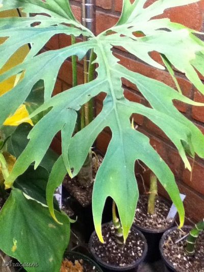 Philodendron warszewiczii © Taylor Holzer