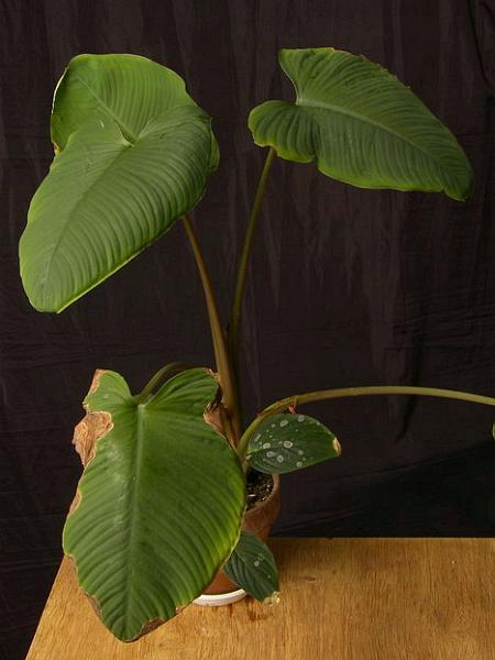 Rozmiar: 31969 bajt�w