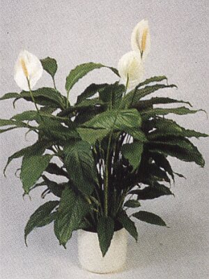 Bloemenbureau Holland 1997/98