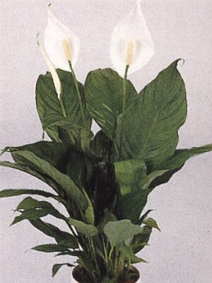 Bloemenbureau Holland 1997/98
