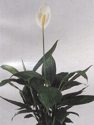 Bloemenbureau Holland 1997/98