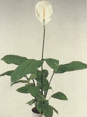 Bloemenbureau Holland 1991/92
