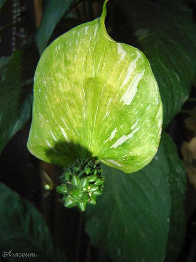 Spathiphyllum 'Gemini' © Marek Argent