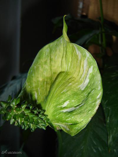 Spathiphyllum 'Gemini' © Marek Argent