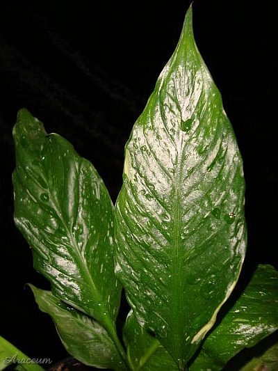 Spathiphyllum 'Gemini' © Marek Argent