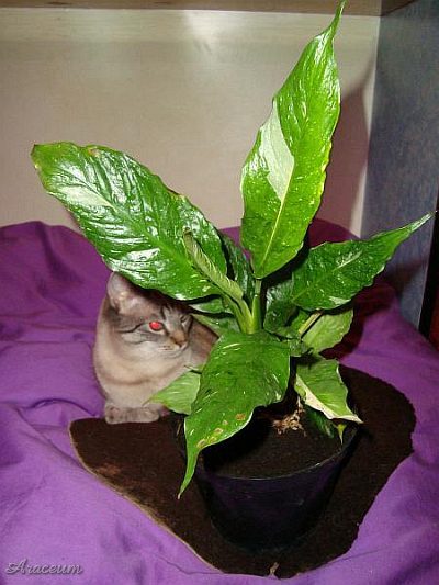 Spathiphyllum 'Gemini' © Marek Argent