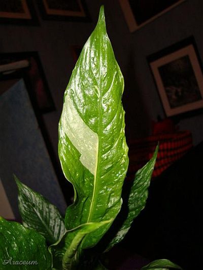 Spathiphyllum 'Gemini' © Marek Argent