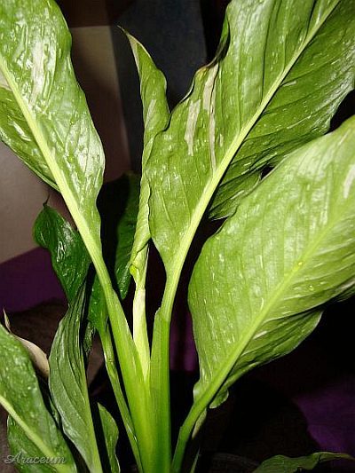 Spathiphyllum 'Gemini' © Marek Argent