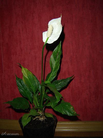 Spathiphyllum 'Gemini' © Marek Argent