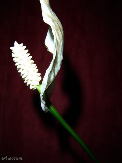 Spathiphyllum 'Gemini' © Marek Argent