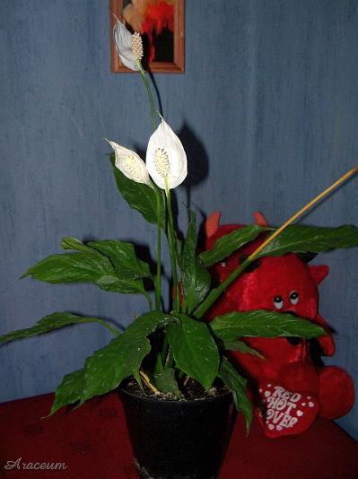 Spathiphyllum 'Gemini' © Marek Argent