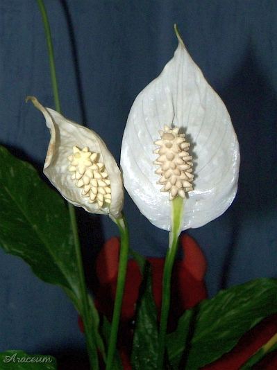 Spathiphyllum 'Gemini' © Marek Argent