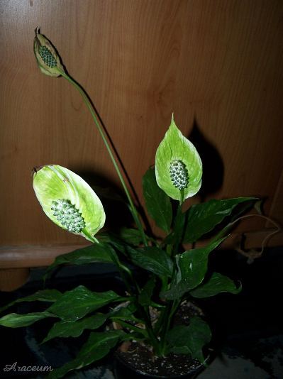 Spathiphyllum 'Gemini' © Marek Argent