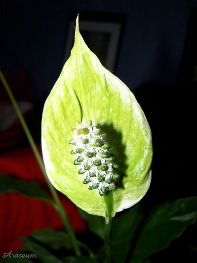 Spathiphyllum 'Gemini' © Marek Argent