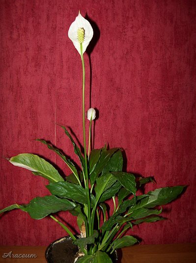 Spathiphyllum 'Gemini' © Marek Argent