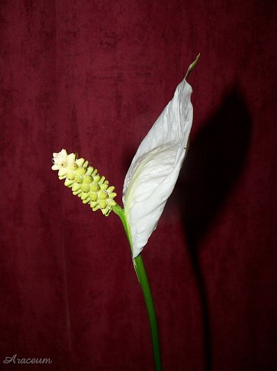 Spathiphyllum 'Gemini' © Marek Argent