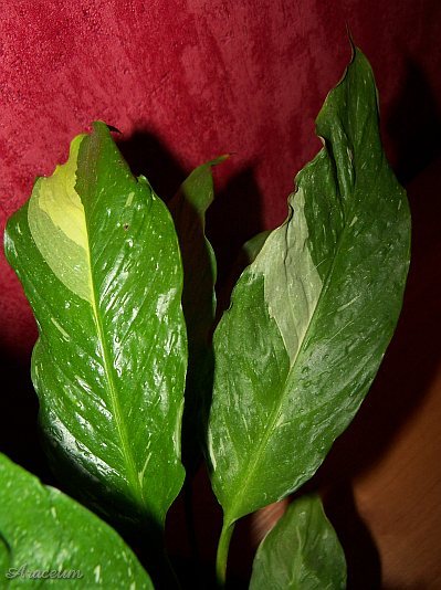 Spathiphyllum 'Gemini' © Marek Argent