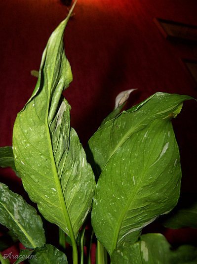 Spathiphyllum 'Gemini' © Marek Argent