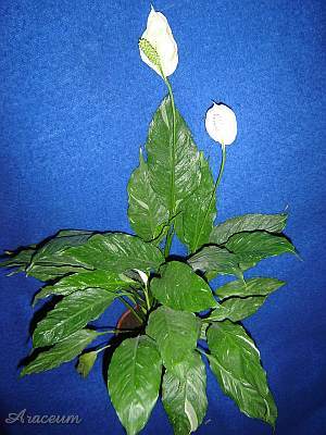 Spathiphyllum 'Gemini' © Marek Argent 2003-03-12