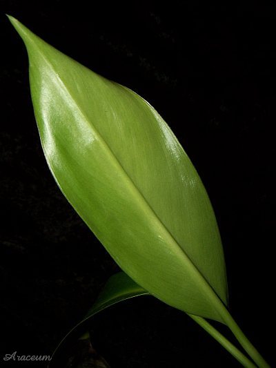 Stenospermation ulei © Marek Argent