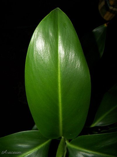 Stenospermation ulei © Marek Argent