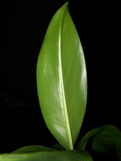 Stenospermation ulei © Marek Argent