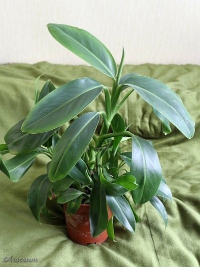 Stenospermation ulei © Marek Argent