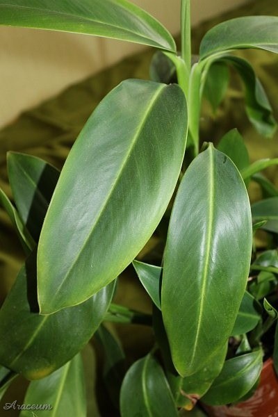 Stenospermation ulei © Marek Argent