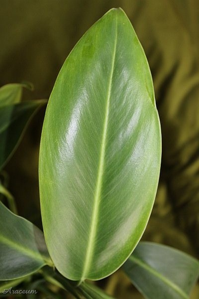 Stenospermation ulei © Marek Argent