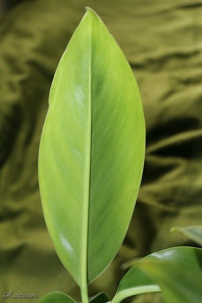 Stenospermation ulei © Marek Argent