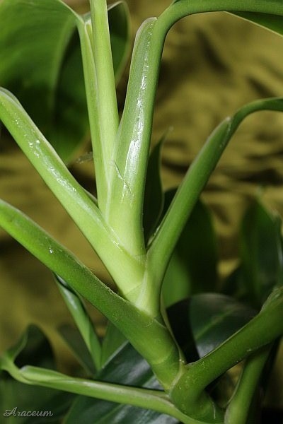 Stenospermation ulei © Marek Argent