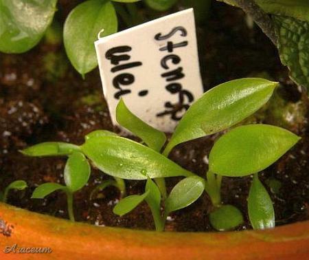 Stenospermation ulei © Bartosz T. Zalewski