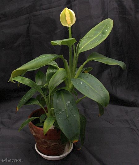 Stenospermation ulei © Bartosz T. Zalewski