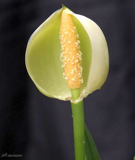 Stenospermation ulei © Bartosz T. Zalewski