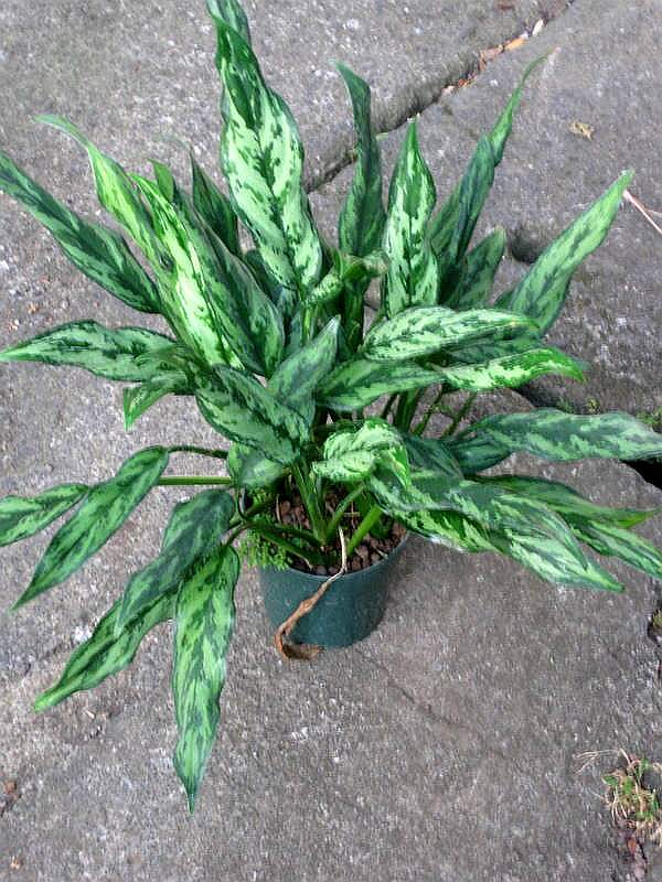 Rozmiar: 101694 bajtw