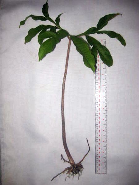 Rozmiar: 37936 bajt�w