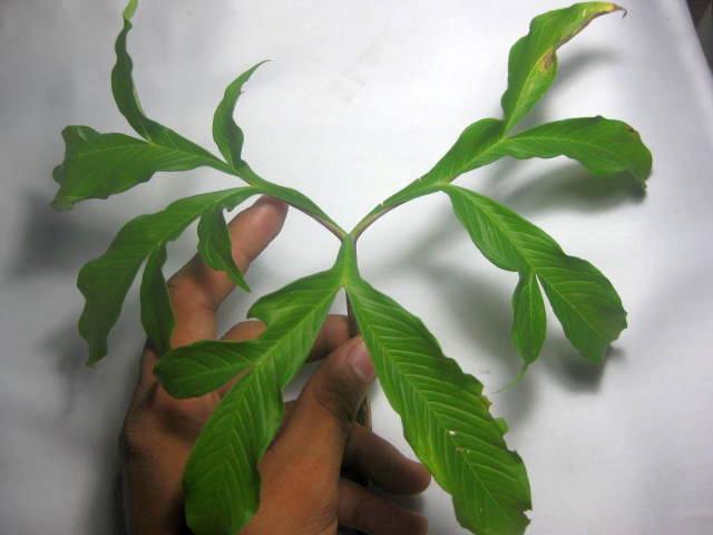 Rozmiar: 36271 bajt�w