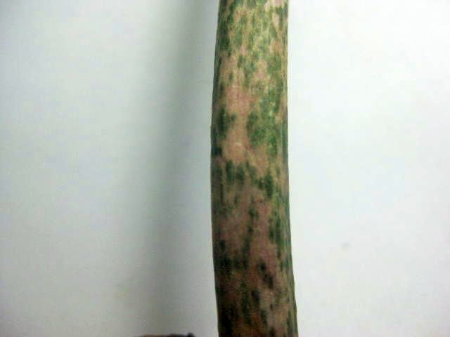 Rozmiar: 23209 bajt�w