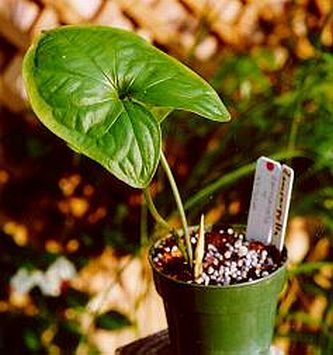 Zomicarpella amazonica